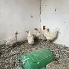 دجاج فرنسي ودجاج لوهمان