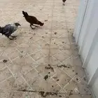 دجاجتين وديك بلدي للبيع
