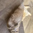 فندقة قطط مع CatsHotelRiyadh عروض حصرية