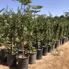 شجرة كرز تايلندي ( البيربيدوس شيري )