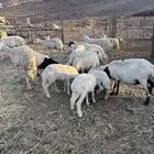 غنم حريه للبيع