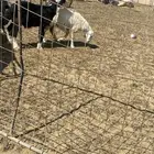 خروف نجدي تربيه