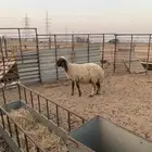 غنم