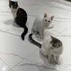 قطط للتبني كلهم متعقمين