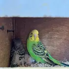 جوز باجي بنتاجه