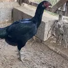 دجاج باكستاني