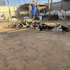 للبيع بط مسكوفي