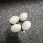 بيض طاوس هندي