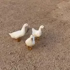 بط بكين