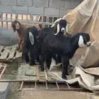 تيوس عرضيه إلى البيع
