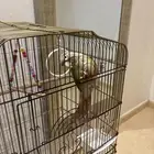 كنيور اليف وهدد