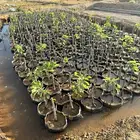 شتلات تين براون تركي