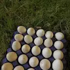 بيض رومي على 130