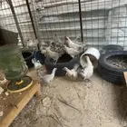 دجاج فيومي