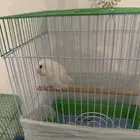 للبيع طير روز