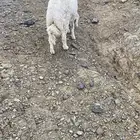 طليان للبيع