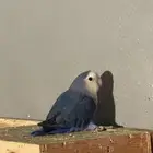 للبيع ذكر روز