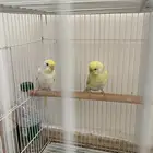 زوج روز انتاج للبيع