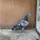 للبيع حمام زاجل