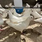حمام فرنسي