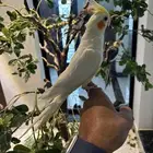 كروان لاتينو