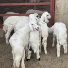 للبيع بهم حري تربيه