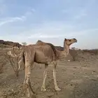 ابل ثانتين وحده لقحه ووحده مبيوع ولده