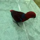 انثى ببغاء اكلكتوس غر