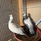 اجواز كورية فاخره ومنتجه