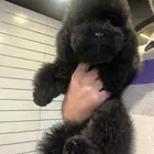 متوفر للبيع بيور توي بودل مستوى عالي