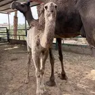 للبيع بكره رومانيه كفو الكفو