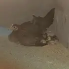 دجاجه ترثه دبسي