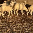 رخال رفد تيلاد هنا