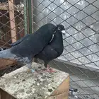 ثلاث ازواج حمام هوامر