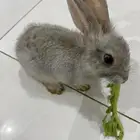 للبيع ارنب اليف