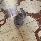 ارانب العمر 3شهور مع شبكه وعلافه سليم شرط