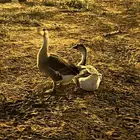 إناث وز عراقي اصيل بياض منتج ان شاءالله