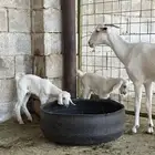 عنز بيشيه برصه معها اثنين تيوس