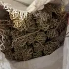 كف مريم