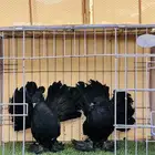 طبه رقاصي هندي