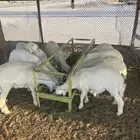 ذبايح حريات