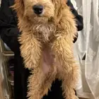 كلب توي بودل للبيع مطعم