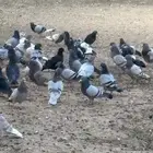 حمام فرنسي وبلدي وهجين