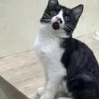 قطه