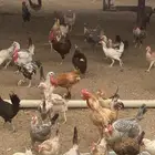 دجاج بلدي منتج ( البيع الكل )