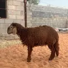 بهم