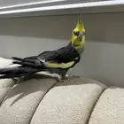 زوج كروان الانثى فراشه زي ماتشوفون و ذكر اليفه