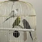 طيور البادجي لي البيع