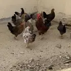 دجاج هجين فرنسي وفيومي العمر 6شهور