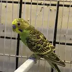 للبيع 3 ذكران بادجي